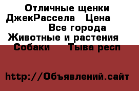 Отличные щенки ДжекРассела › Цена ­ 50 000 - Все города Животные и растения » Собаки   . Тыва респ.